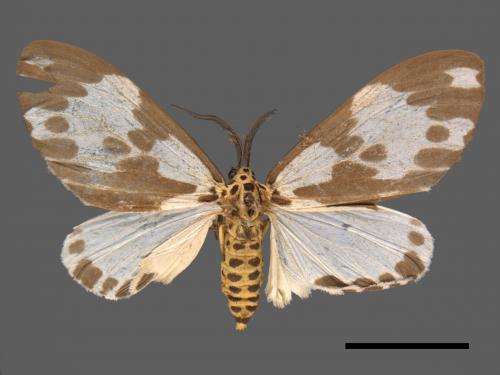 Nyctemera formosana[後凸蝶燈蛾][00051418]