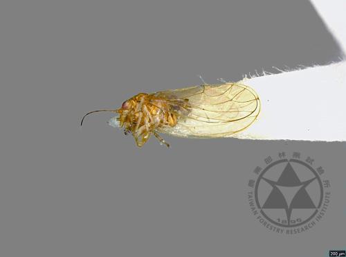 <已分類>Family：Psyllidae[木蝨科][00076705]