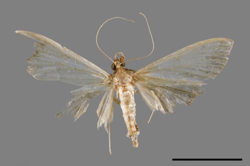 <已分類>Family：Crambidae[草螟科][00066729]