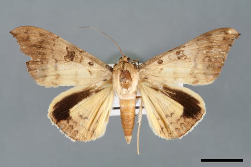 Oxyodes scrobiculata[佩夜蛾][00005910]