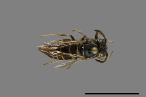 Vespula flaviceps[細黃胡蜂][00073231]