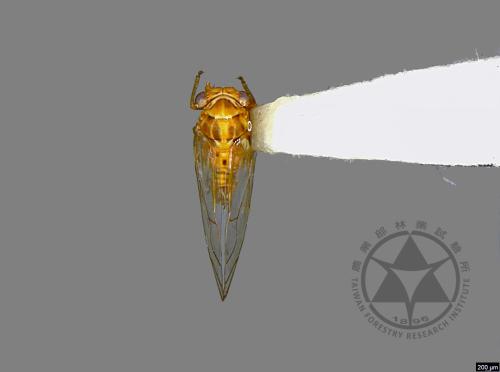 <已分類>Family：Psyllidae[木蝨科][00041780]