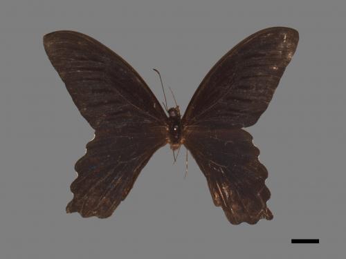 Papilio thaiwanus[臺灣鳳蝶][00014337]