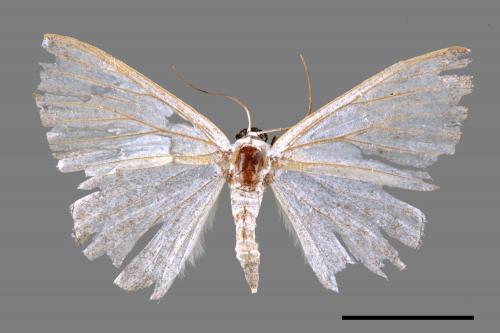 Lomographa platyleucata marginata[鉛灰素尺蛾][00053499]