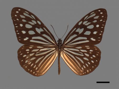 Ideopsis similis[琉球青斑蝶][00014440]