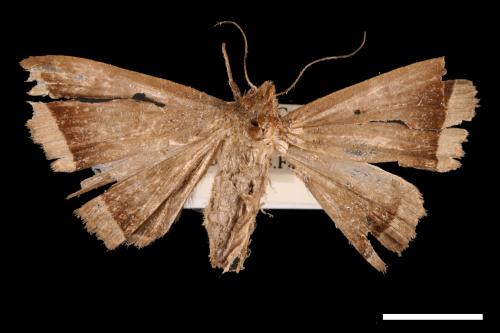 <已分類>Genus：Simplicia[00011434]