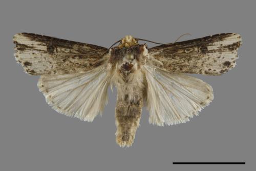 Axylia putris[朽木夜蛾][00091540]