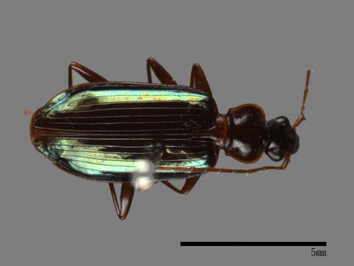 <已分類>Family：Carabidae[步行蟲科][00041115]