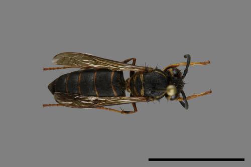 Vespula flaviceps[細黃胡蜂][00073098]