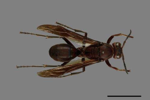 Polistes tenebricosus[赭褐長腳蜂][00075685]