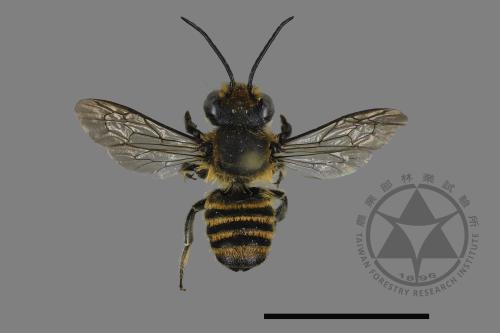 <已分類>Genus：Megachile[切葉蜂屬][00130677]