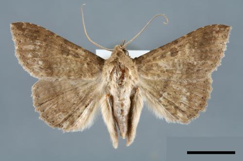 <已分類>Genus：Ericeia[00006399]