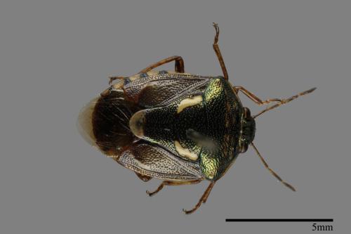 <已分類>Genus：Menida[曼蝽屬][00050151]