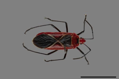 Dysdercus decussatus[叉帶棉紅蝽][00075258]