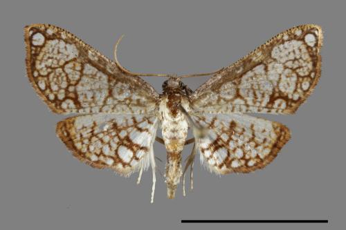 <已分類>Family：Thyrididae[窗蛾科][00100751]
