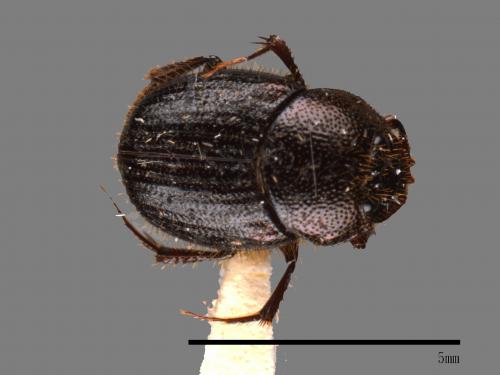Onthophagus hsui[00041900]