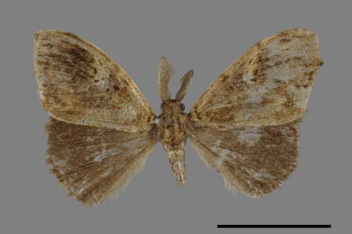 Orgyia postica[小白紋毒蛾][00023781]