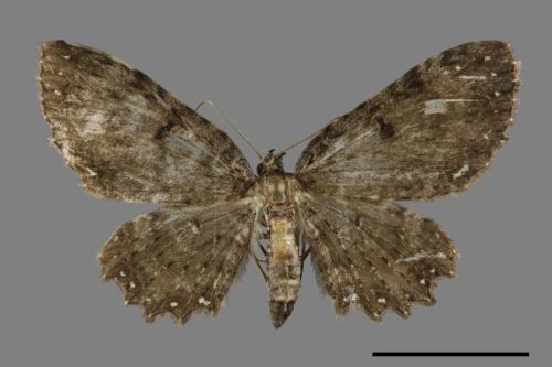 Collix stellata[緣白星波尺蛾][00095051]