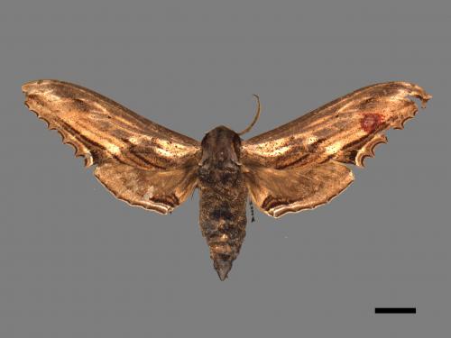 Langia zenzeroides formosana[臺灣鋸翅天蛾][00017031]