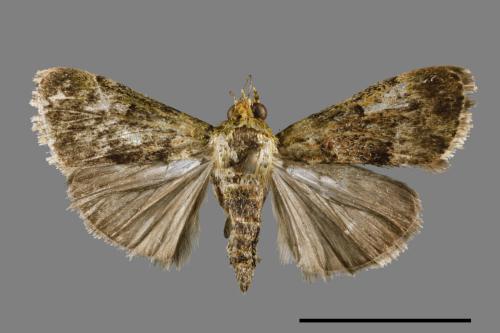 <已分類>Family：Pyralidae[螟蛾科][00067008]