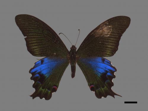 Papilio hopponis[雙環鳳蝶][00014622]