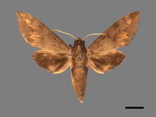 Acosmerycoides harterti[鋸線天蛾][00017505]