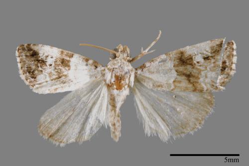 Maliattha signifera[00009360]