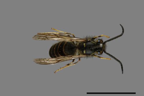 Vespula flaviceps[細黃胡蜂][00073039]