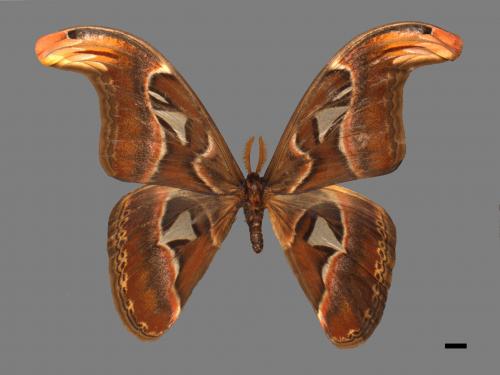 Attacus atlas formosanus[皇蛾][00016297]