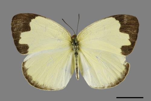 Eurema blanda arsakia[臺灣黃蝶][00101911]