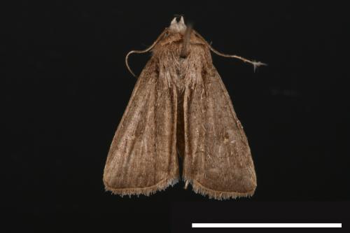 Athetis cognata[00021476]