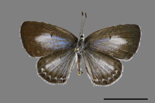 Acytolepsis puspa myla[臺灣琉璃小灰蝶][00093843]