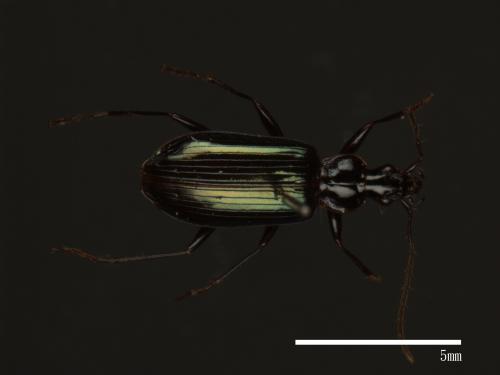 <已分類>Family：Carabidae[步行蟲科][00049006]