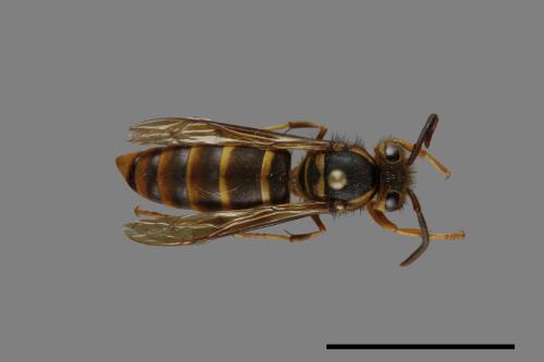 Vespula arisana[阿里山黃胡蜂][00072866]