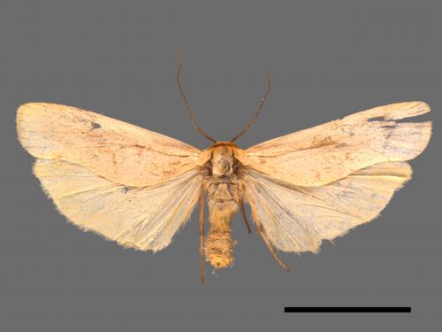 Eilema usuguronis[黃邊土苔蛾][00051980]