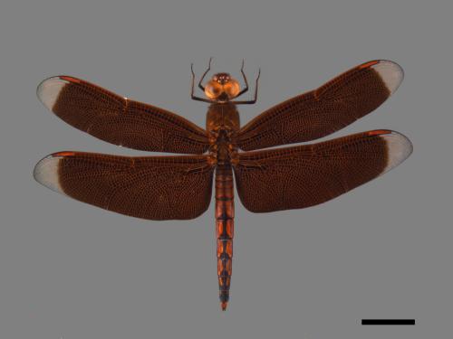 Neurothemis ramburii ramburii[善變蜻蜓][00103242]