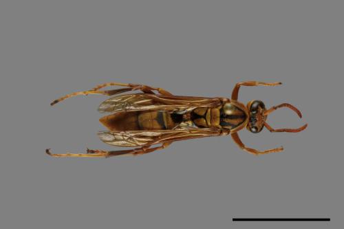 Polistes formosanus[00073590]