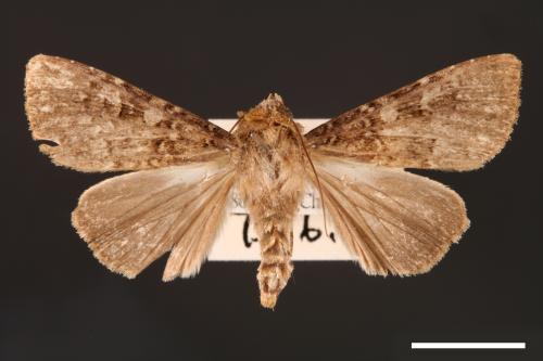 Apospasta rantaizanensis[巒大山夜蛾][00001179]
