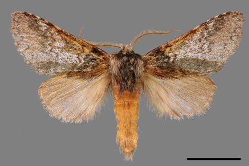 Pantherinus bipunctatus bipunctatus[雙點新林舟蛾][00033796]