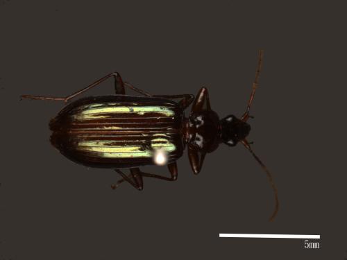 <已分類>Family：Carabidae[步行蟲科][00041146]