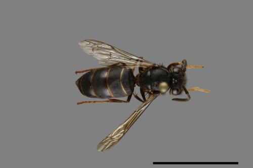 Vespula flaviceps[細黃胡蜂][00073207]