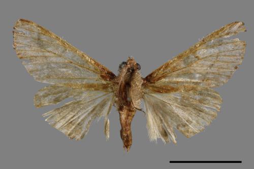 <已分類>Family：Pyralidae[螟蛾科][00044600]