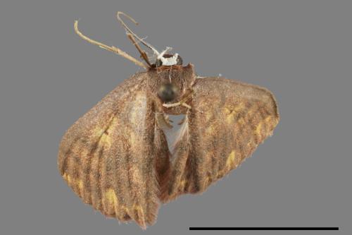Discoglypha locupletata[銀掌紋白姬尺蛾][00061017]