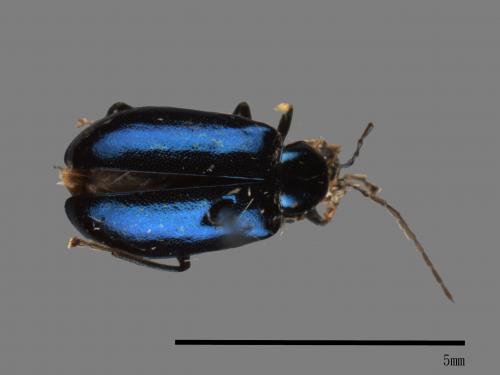 <已分類>Family：Chrysomelidae[金花蟲科][00046135]