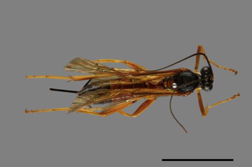 <已分類>Family：Ichneumonidae[姬蜂科][00073884]