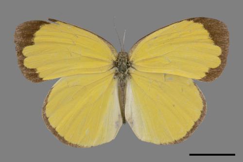 Eurema alitha esakii[江崎黃蝶][00014456]