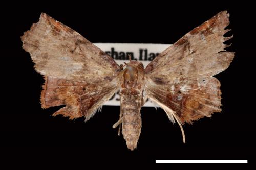 Ectogoniella pangraptalis[00007720]