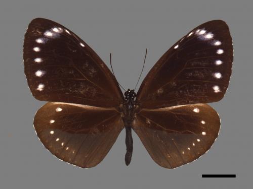 Euploea tulliolus koxinga[小紫斑蝶][00026752]