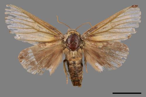 Mesophalera sigmata[下黑舟蛾][00044619]