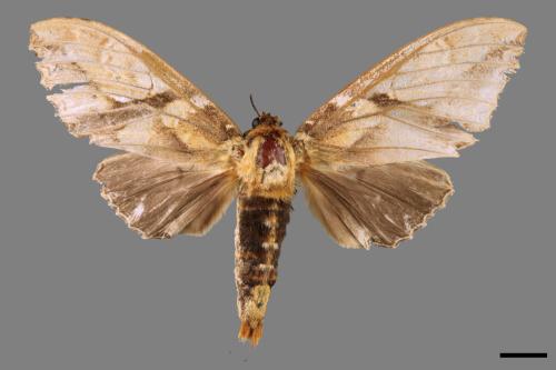Dudusa nobillis[斜帶白斑舟蛾][00056980]